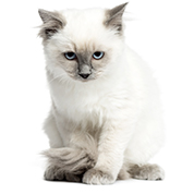 GATTI