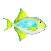 PESCI